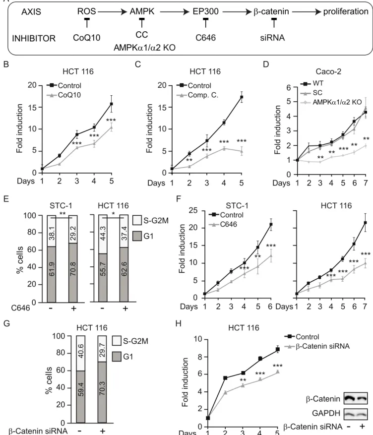 Fig 5. Glucose-induced proliferation of gastrointestinal cancer cells relies on ROS/AMPK/EP300/β-catenin signaling