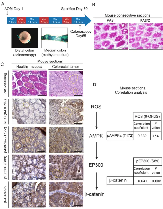 Fig 6. In vivo relevance of the ROS/AMPK/EP300/β-catenin axis in mouse colorectal cancer