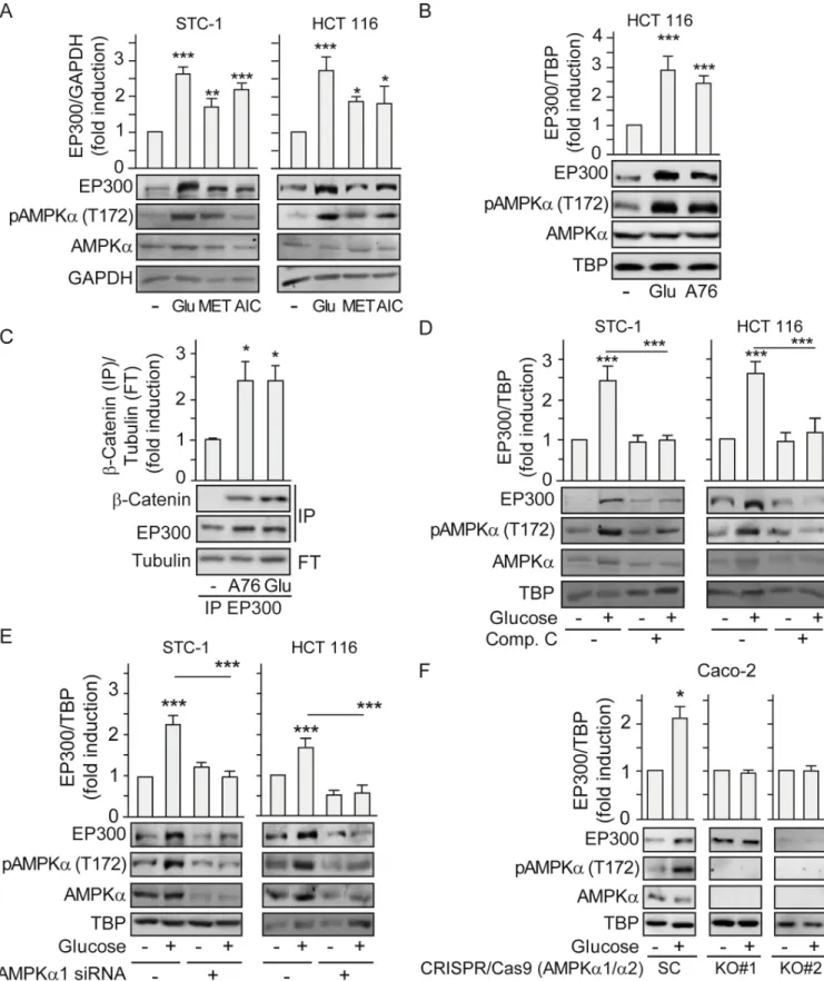 Fig 3. Glucose induction of EP300 and its interactions with β-catenin rely on AMPK activation