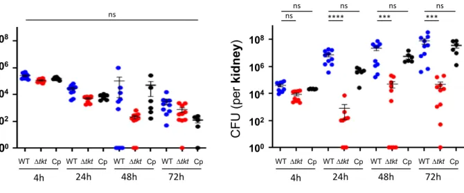 Figure 4 10 0102104106108CFU (perspleen) WT 4h 24h 48h 72h100102104106108CFU (perkidney)WTWTWTnsns****ns***ns*** nsWT4h24h48h72hWTDtktCp WTWTnsDtktCpDtktCpDtktCpDtktCpDtktCpDtktCp Dtkt Cp