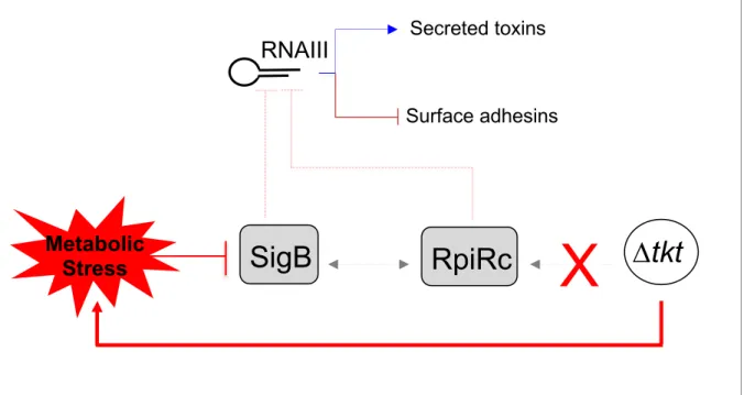Figure 6 Secreted toxins RNAIII Surface adhesins SigB RpiRc X DtktMetabolic Stress