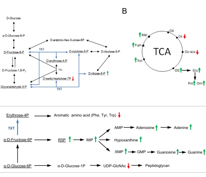 Figure S3. Metabolomic analysis of the ∆tkt mutant strain.