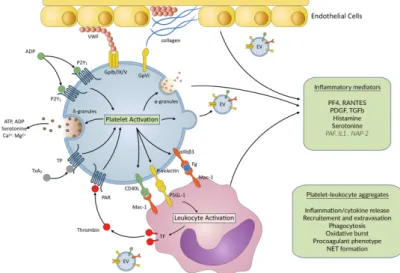 Figure 1. Main platelet–leukocyte interactions and inflammatory mediators released upon platelet  activation