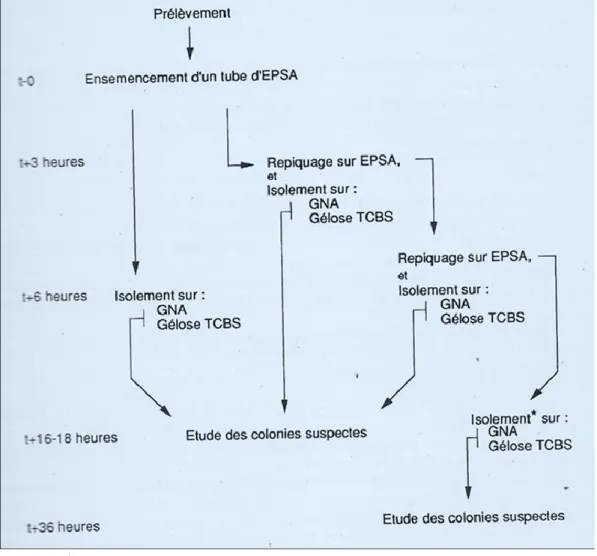 Figure 3 : Schémas de la procédure d’enrichissement et d’isolement du vibrion cholérique                                                        (QUILICI, 2011)