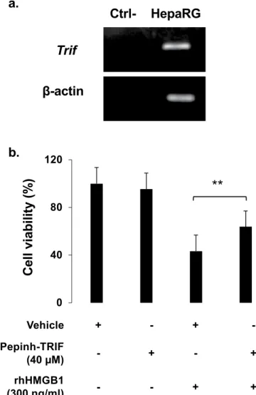 Figure 12.  HMGB1 induces hepatocyte necroptosis through TLR4 adaptor TRIF pathway. (a) mRNA  expression of TRIF was confirmed by RT-PCR in HepaRG cells