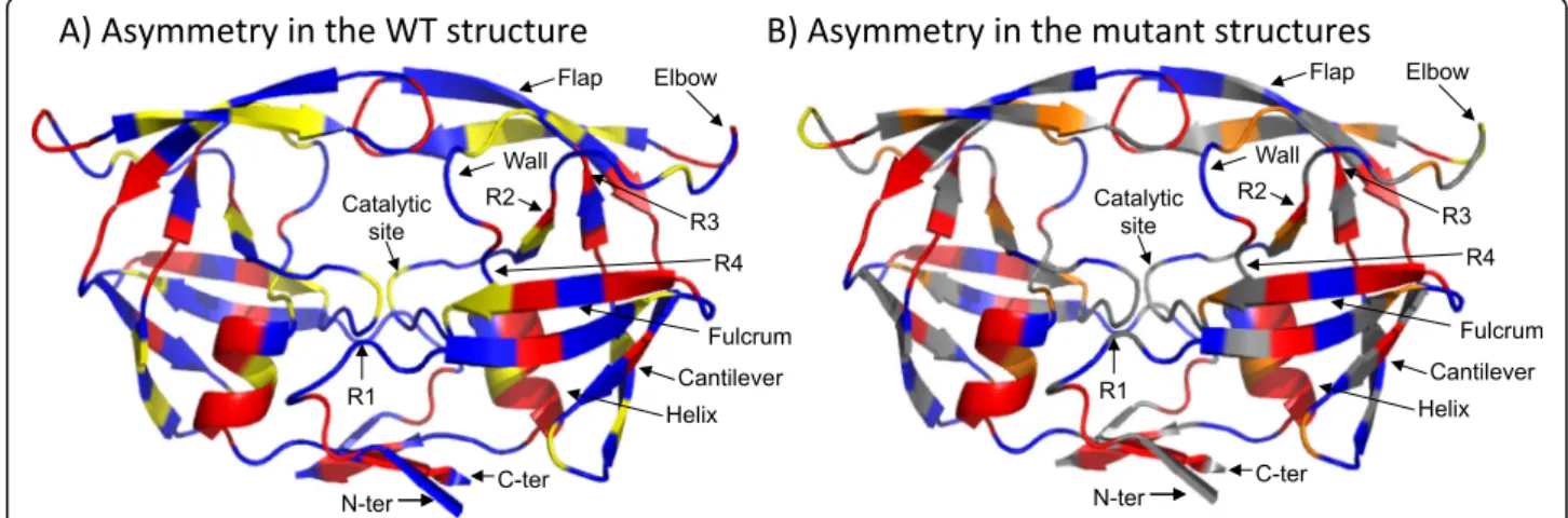 Fig. 2 Localization of asymmetric and symmetric positions in the wild-type and mutant structure