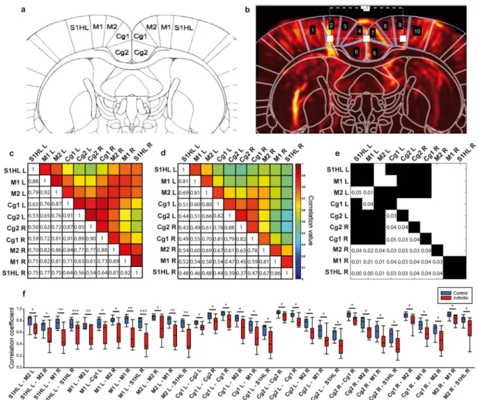 Figure 4.  Correlation matrix analysis of the FC on the  − 0.6 Bregma plan of the rat brain atlas
