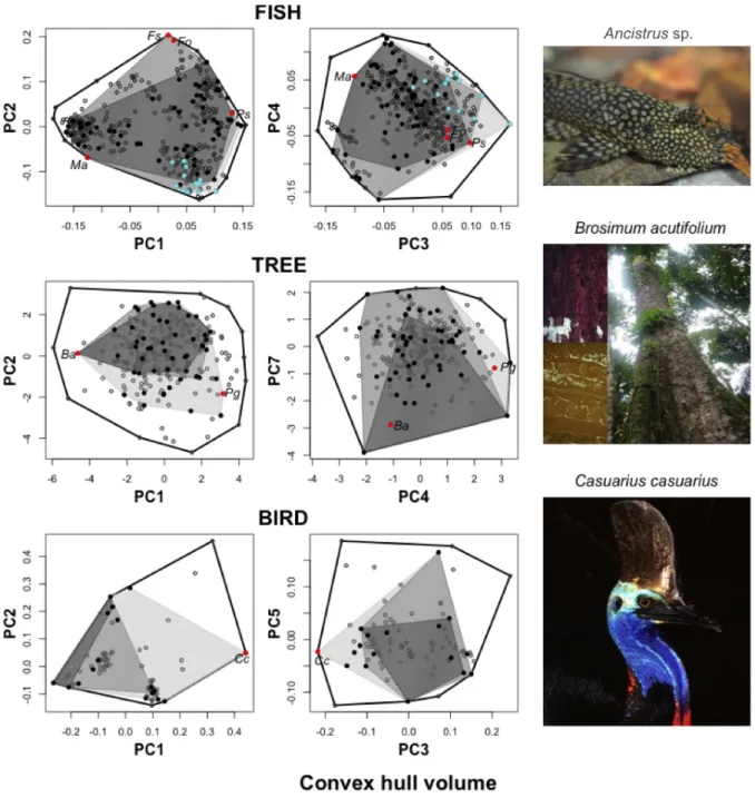 Figure  5  Multidimensional  functional  spaces  built  with  the  species  pool  of  three  tropical  assemblages:  stream  fishes  from  the  Brazilian  Amazon  (395  species),  rainforest  trees  from  French Guiana (262), and birds from the Australian 