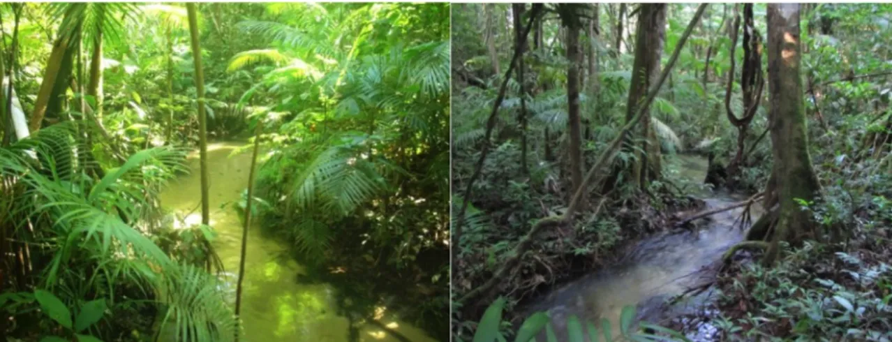 Figure  4:  Headwater  streams  in  the  Amazon  typically  run  under  dense  forest  canopy  and  have  bottoms  mainly  composed  of  sand,  coarse  litter,  tree  roots  and  wood  debris
