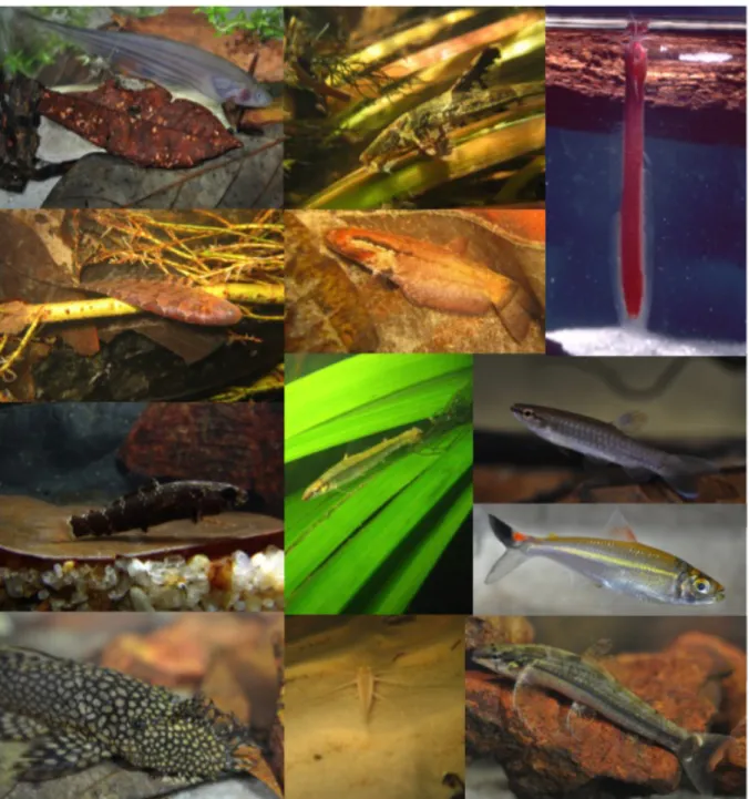 Figure  5:  Diversity  of  species  and  functional  traits  of  stream  fishes  in  the  Amazon