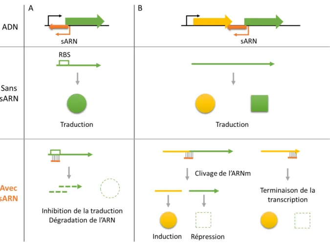 Figure 5: Modes d’action des sARN codés en cis régulant l’expression d’un gène isolé (A) ou  d’un  opéron  (B)
