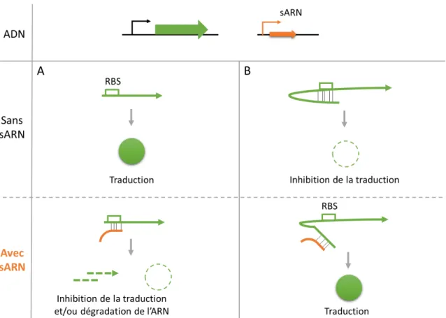 Figure 6 : Modes  d’action des sARN codés en  trans. Ils peuvent agir négativement (A) en se  liant  à  l’ARNm  au  niveau  du  motif  RBS  ou  positivement  (B)  en  dépliant  une  structure  secondaire qui bloque le motif RBS (adapté de Waters et Storz, 