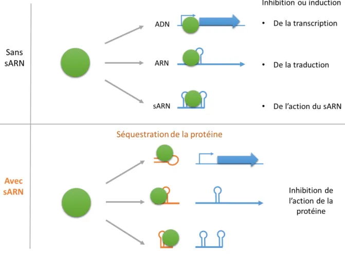 Figure 7 : Les différents modes  d’actions des ARN régulateurs liant les protéines. Ces ARN  agissent en séquestrant des protéines dont l’action repose sur la liaison à l’ADN ou à l’ARN