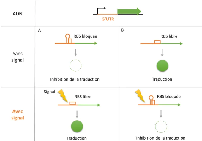 Figure 8  : Exemples d’action régulatrice par des 5’UTR. L’induction ou la répression du gène  régulé est modulée par un signal inducteur (A) ou répresseur (B) qui aboutit au relâchement  ou  à  la  formation  de  structures  secondaires