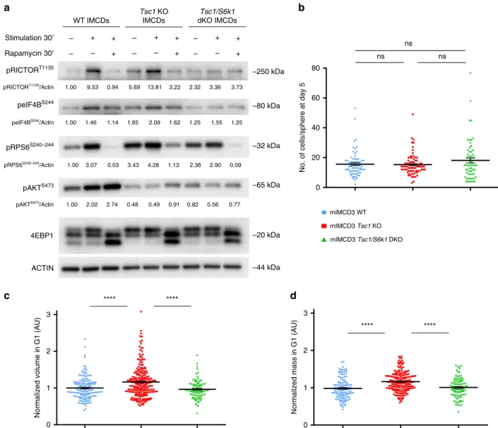 Fig. 3 Characterization of CRISPR/Cas9-mediated deletion of TSC1 and S6K1 in mIMCD3 cells