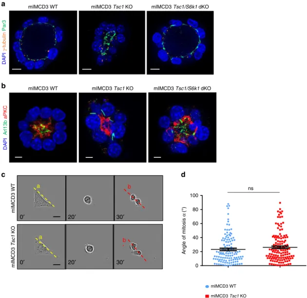 Fig. 5 Misoriented cell division and centrosome position in Tsc1 mutant cells is not due to intrinsic defects