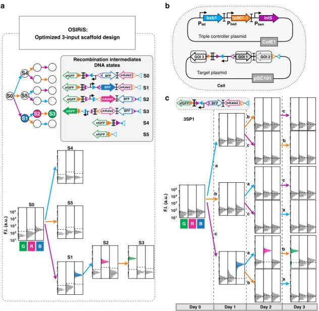 Fig. 5 Characterization of scaffold for 3-input history-dependent programs. a Characterization of the ﬁ nal 3-input scaffold and its recombination intermediates DNA states by ﬂ ow cytometry