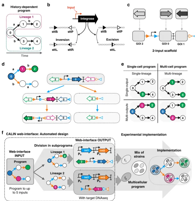 Fig. 1 Design of a modular scaffold for 2-input history-dependent multicellular programs