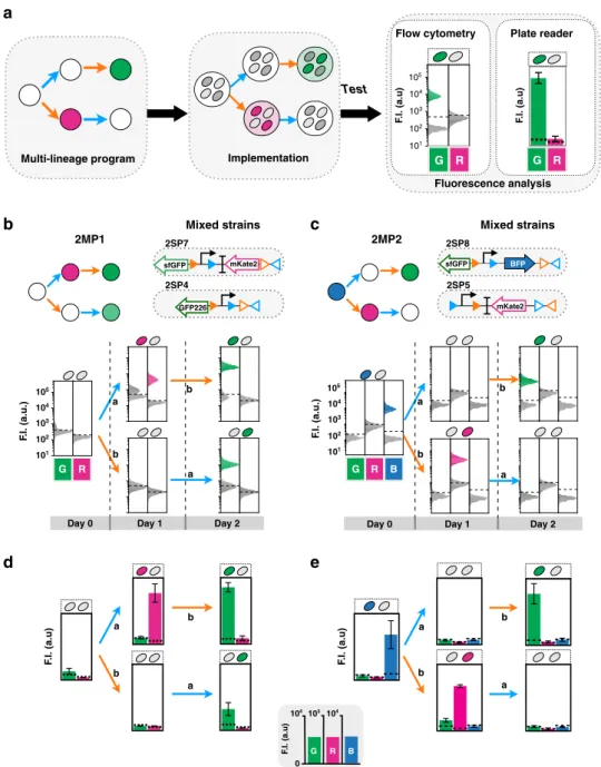 Fig. 3 Characterization of 2-input multicellular programs. Work ﬂ ow characterization of 2-input multicellular programs (a)