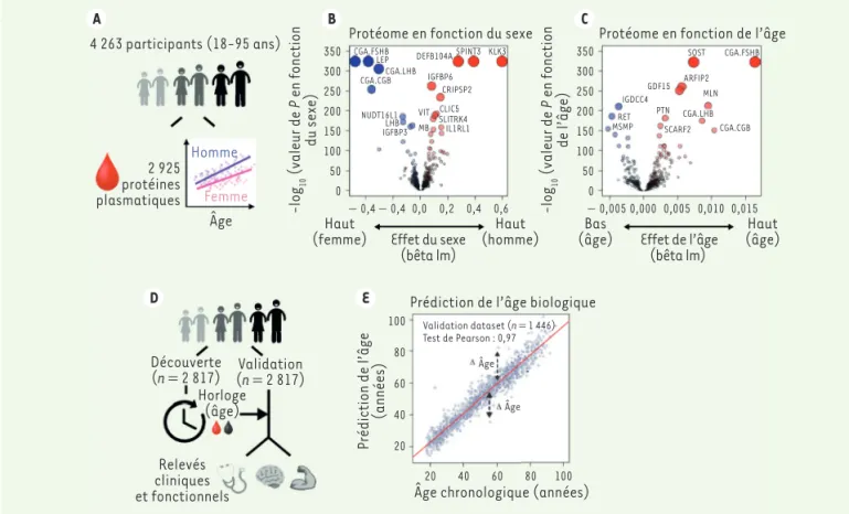 Figure 1. Interconnexion entre les signatures plasmatiques relatives au sexe et au vieillissement et prédiction de l’âge biologique