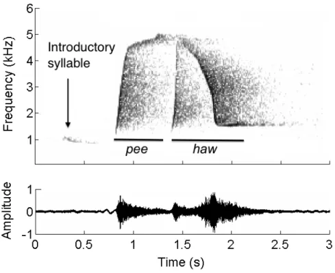 Figure 2. Spectrogram and waveform of a typical Lipaugus vociferans song composed of a two- two-syllable pee-haw