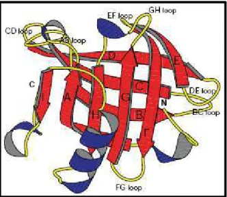 Figure 4 : Représentation schématique de la structure moléculaire tertiaire  d’un monomère  de  -lactoglobuline (Brownlow et al., 1997)