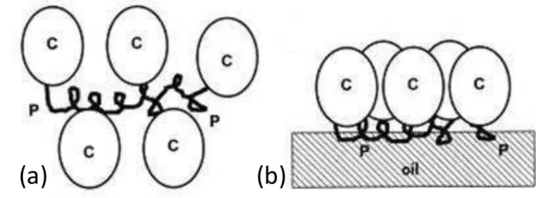 Figure 6 : Représentation schématique du model « wattle blossom » (Dickinson, 2003). GA  (a) en solution, (b) adsorbée à l’interface huile-eau