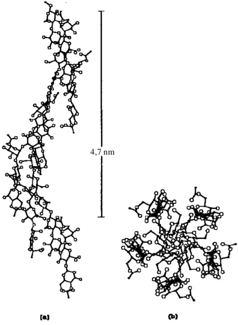Figure 8 : Structure hélicoïdale de la gomme xanthane (a) vue perpendiculaire, (b) vue  axiale, pas = 4,7 nm (Moorhouse et al., 1977)
