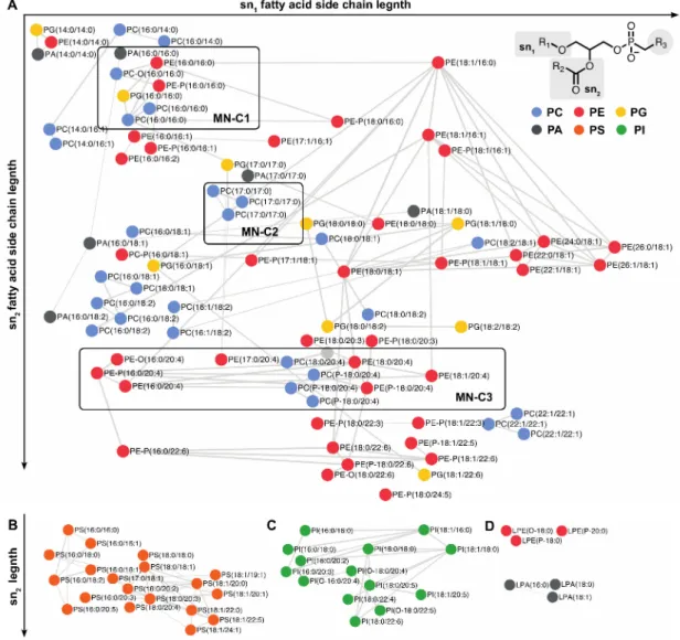 Figure 4. Lipidic molecular network of phospholipids including commercial standards and epithelial corneal cell lipids