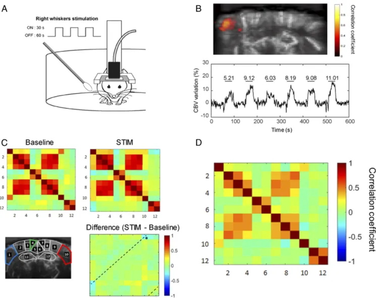 Fig. 3. FC changes in awake mice during whisker stimulation. (A, Right) Whiskers were manually stimulated with a cotton swab during 30 s (ON periods) between 60-s rest (OFF periods)