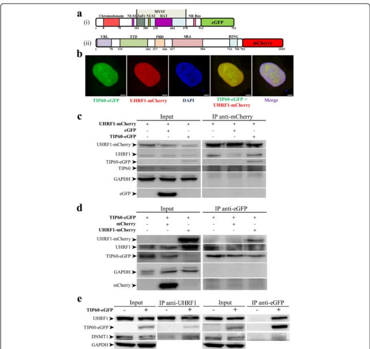 Fig. 1 TIP60 interacts with UHRF1 and DNMT1 in HeLa cells. a Schematic diagram of TIP60 wild type tagged with eGFP (i) and UHRF1 tagged with mCherry (ii) at their C-terminus