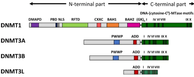 Figure  7:  Architecture  of  DNMTs  and  their  functional  domains.  Abbreviations  used:  DMAPD  (DNA  methyltransferase-associated protein1),  PBD (PCNA-binding domain), NLS (nuclear localization signal), RFTD  (replication  foci-targeting  domain),  C