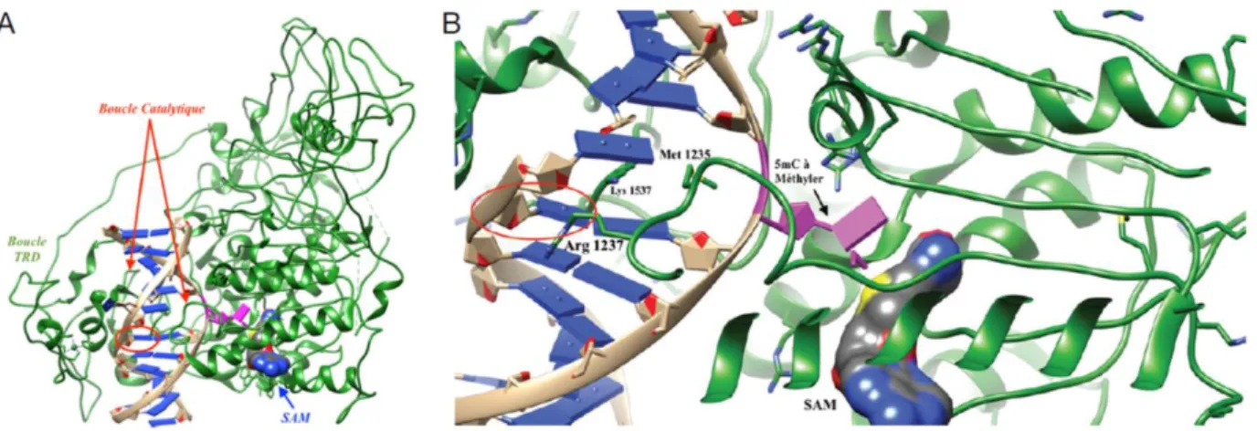 Figure  10:  A,  Crystal  structure  of  murine  DNMT1  with  hemi-methylated  DNA.  DNMT1  (indicated  in  green  color),  bases  (indicated  in  blue  color),  phosphate  bridges  (indicated  in  beige  color),  targeted  cytosine  for  methylation  (ind