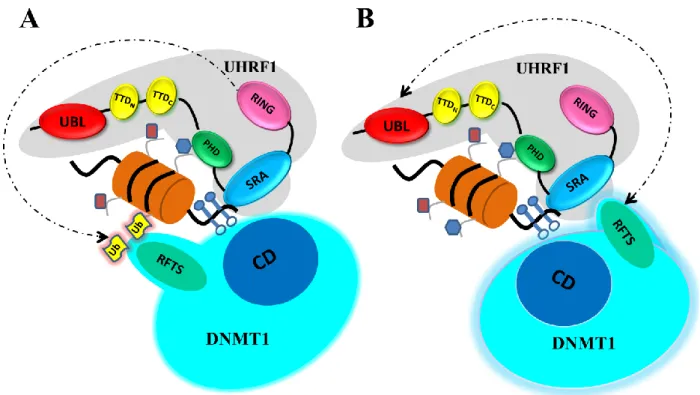 Figure 20: Talk between UHRF1 and DNMT1 in the presence of hemi-methylated DNA  .  (i)  Model  A: 