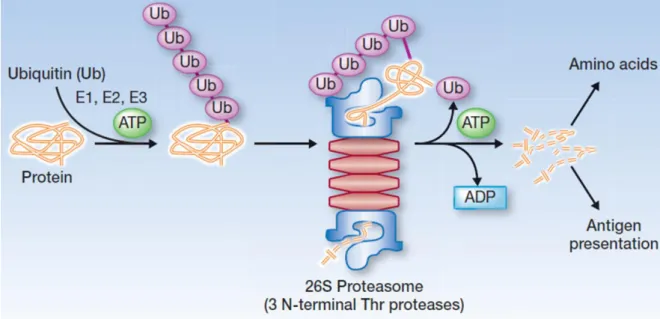 Figure  23:  Ubiquitin-proteasome  pathway  marking  protein  for  degradation.  Ubiquitin  molecules  are  added  to  protein with the action of E1, E2 and E3 enzymes