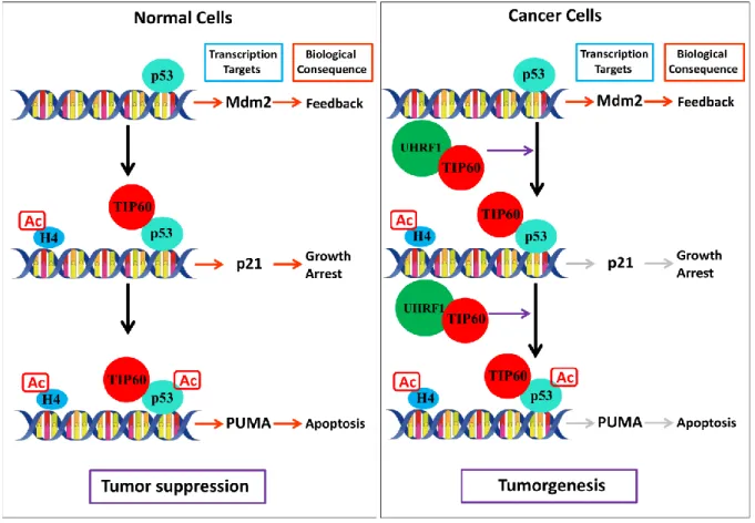 Figure 32: A portrait of tumorogenesis/tumor progression in cells with UHRF1 overexpression