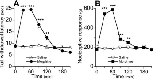 Figure 3. Time-course for morphine analgesia at day 0 (Step C) in TIT (A) and TPT (B)