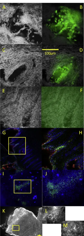 Fig. 3. Fluorescent labeling of stem cells. A, C, E: FFOCM images of crypts (260 m m  260 m m ﬁeld size) from the ﬂuorescence-FFOCM setup with the  ﬂuores-cence channel switched off