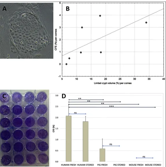 Fig. 5. Interspecies variability: human, pig and mouse limbal morphology. En face FFOCM images, with inset illustrations of geometry of crypt structure around 360  of eye, of A: