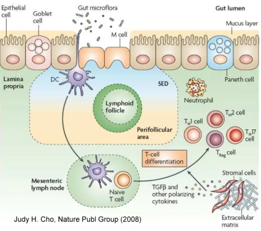 Fig  3:  Intestinal  immune  system:  The  intestinal  immune  system  is  extensive  and  unique  with  respect  to  its  close  apposition  to  intraluminal  bacteria,  which  are  separated  from  the  underlying  lamina  propria  by  only  a  single  l