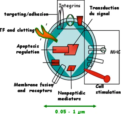 Fig.  6:  Cellular  MPs:  a  disseminated  storage  pool  of  bioactive  effectors. .  MPs  are  shed  from  the  plasma  membrane of stimulated cells