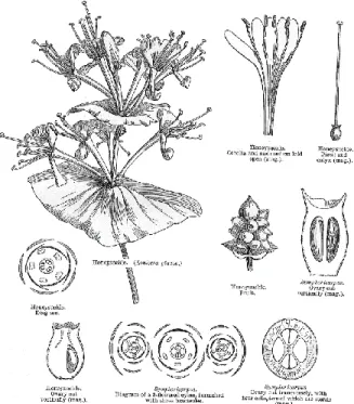 Figure 2. Diagram of Caprifoliaceae flower part (Watson, L., and Dallwitz, M.Z, 1992)  1.1.2