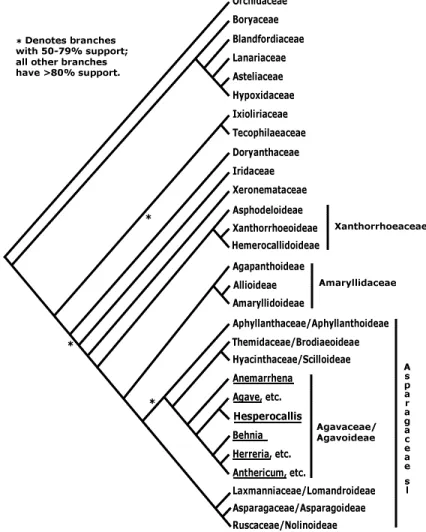 Figure 6. Phylogenetic classification of order Asparagales   (Missouri Botanical Garden, 2019b) 