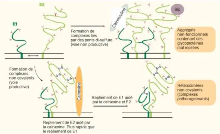 Figure 15 : Modèle hypothétique  résumant le repliement et l’assemblage des glycoprotéines d’enveloppe du  VHC