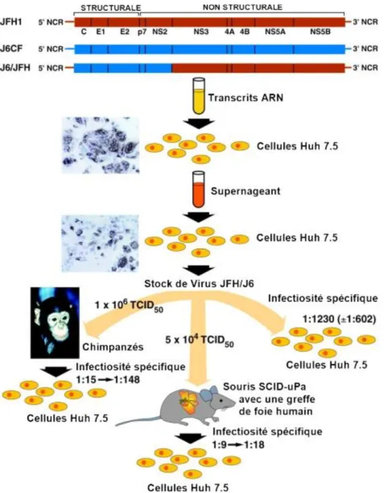 Figure 35 : Génération des virus J6/JFH1 en culture cellulaire et démonstration de leur  infectiosité in vivo