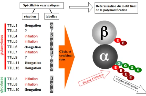 Figure 5. - Les différentes TTLL et leurs spécificités. Ces enzymes sont caractérisés  par  leurs  spécificités  chimiques  (glutamylase  ou  glycylase),  structurale  (initiation  ou  élongation) et de substrat (tubulines  a  ou  b ) (adapté de [19])