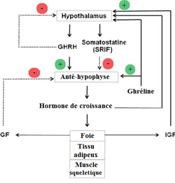 Figure 12. - Régulation de la sécrétion de la GH. La sécrétion de la GH est stimulée  par la GHRH et la Ghréline