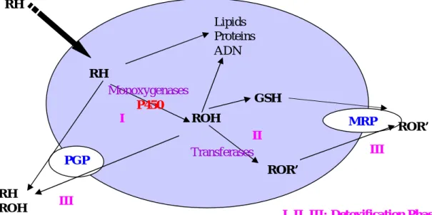Figure  1.5:  Diagram  of  a cell,  the  seat  of  the  detoxification  process: phases  I,  II  and  III