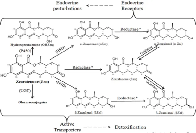 Figure 1.11: Diagram summarizing the different pathways of ZEN in the mammal.