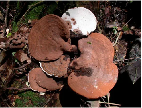 Figure 62 : Ganoderma neogibbosum Welti &amp; Courtecuisse ; SW 37. Aspect morphologique des basidiomes (C